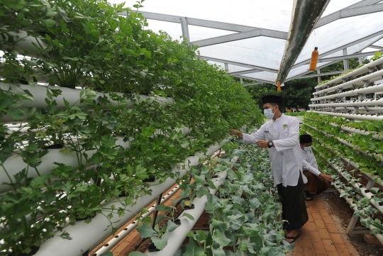 Ketika Santri Hasilkan 1,2 Ton Sayur Per Bulan dari Kebun Hidroponik