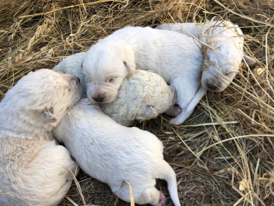 Langka, Inilah Anak Anjing Berbulu Hijau yang Terlahir di Italia