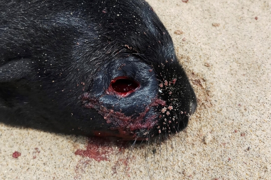 Menyedihkan, 7.000 Anjing Laut Mati Terdampar di Namibia