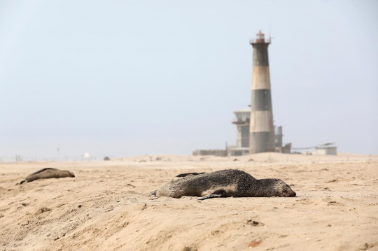 Menyedihkan, 7.000 Anjing Laut Mati Terdampar di Namibia