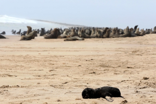 Menyedihkan, 7.000 Anjing Laut Mati Terdampar di Namibia
