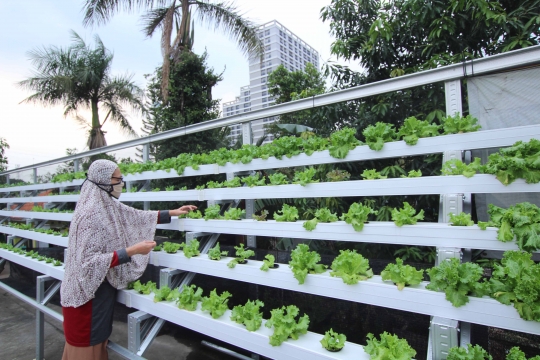 Memanfaatkan Atap Rumah untuk Menanam Sayur Hidroponik