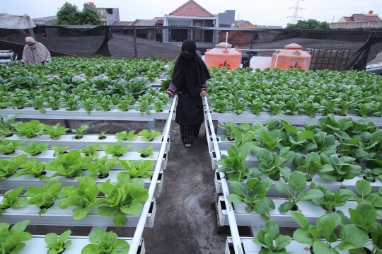 Memanfaatkan Atap Rumah untuk Menanam Sayur Hidroponik