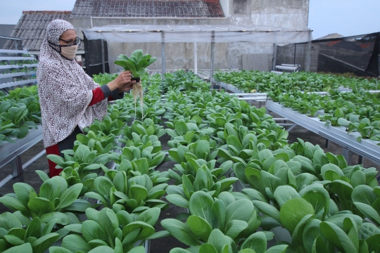 Memanfaatkan Atap Rumah untuk Menanam Sayur Hidroponik