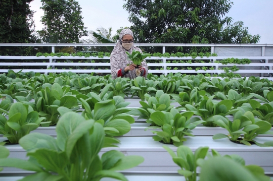 Memanfaatkan Atap Rumah untuk Menanam Sayur Hidroponik