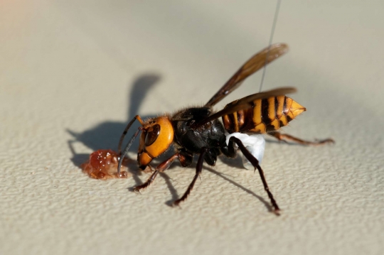 AS Pasang Alat Pelacak di Tubuh Lebah Raksasa Asia