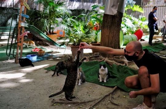 Intip Penampungan Kucing Jalanan di Spanyol Kala Pandemi