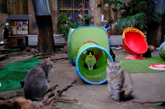 Intip Penampungan Kucing Jalanan di Spanyol Kala Pandemi