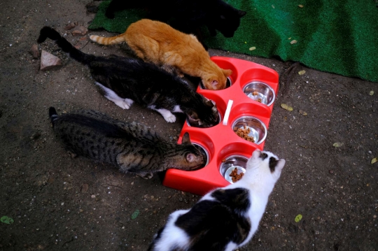 Intip Penampungan Kucing Jalanan di Spanyol Kala Pandemi