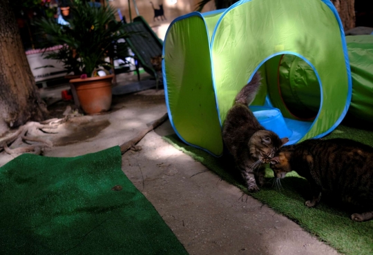 Intip Penampungan Kucing Jalanan di Spanyol Kala Pandemi
