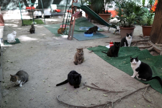 Intip Penampungan Kucing Jalanan di Spanyol Kala Pandemi