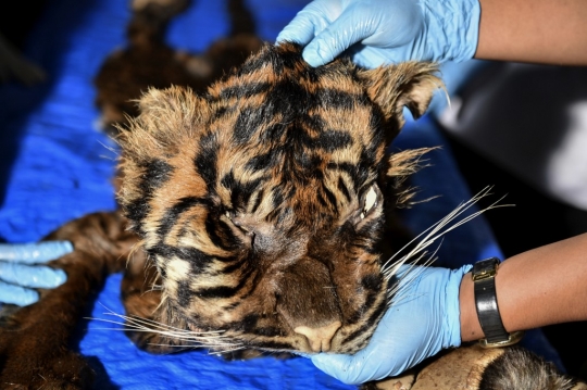 Melihat Lebih Dekat Kulit Harimau Sumatera di Aceh