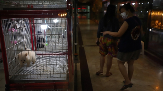 Usaha Pet Shop di Jakarta Masih Sepi Pelanggan