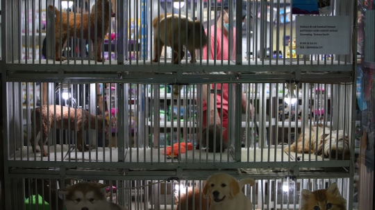 Usaha Pet Shop di Jakarta Masih Sepi Pelanggan