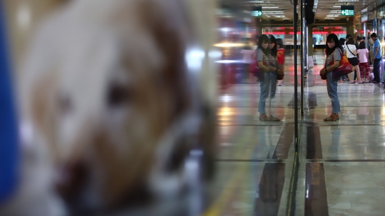 Usaha Pet Shop di Jakarta Masih Sepi Pelanggan