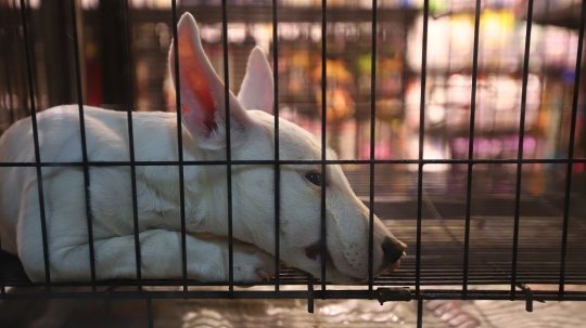 Usaha Pet Shop di Jakarta Masih Sepi Pelanggan