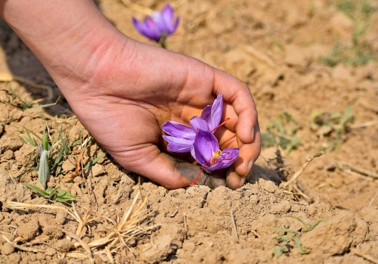 Memanen Bunga Saffron, Rempah-Rempah Termahal di Dunia