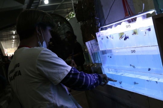 Menikmati Pameran dan Bazar Ikan Cupang di Pasar Gembrong Baru Cipinang