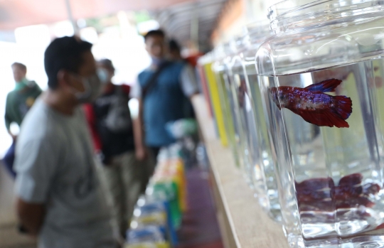 Menikmati Pameran dan Bazar Ikan Cupang di Pasar Gembrong Baru Cipinang
