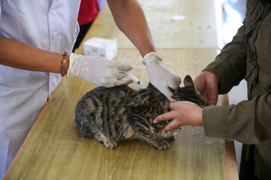 Pemberian Vaksin Anti Rabies Gratis untuk Hewan Peliharaan