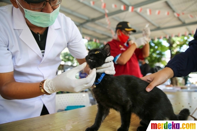 Foto Pemberian Vaksin Anti Rabies Gratis untuk  Hewan  