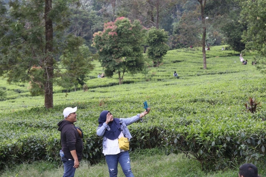 Libur Panjang Akhir Pekan, Warga Berwisata di Kawasan Kebun Teh Puncak