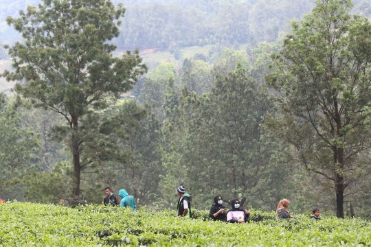 Libur Panjang Akhir Pekan, Warga Berwisata di Kawasan Kebun Teh Puncak