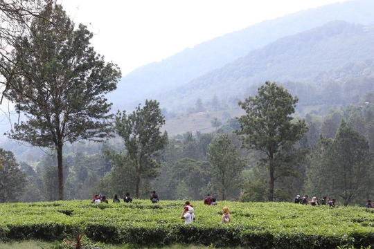 Libur Panjang Akhir Pekan, Warga Berwisata di Kawasan Kebun Teh Puncak