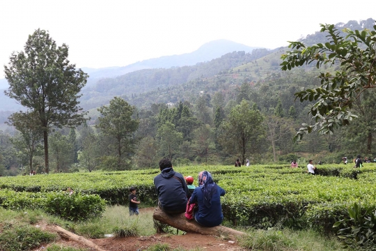 Libur Panjang Akhir Pekan, Warga Berwisata di Kawasan Kebun Teh Puncak