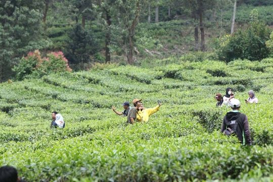 Libur Panjang Akhir Pekan, Warga Berwisata di Kawasan Kebun Teh Puncak