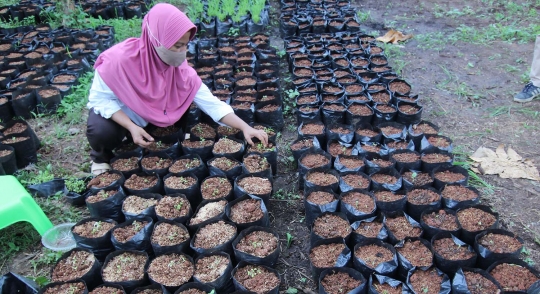 Bibit Tanaman Sayur dan Buah Gratis Selama Masa Pandemi