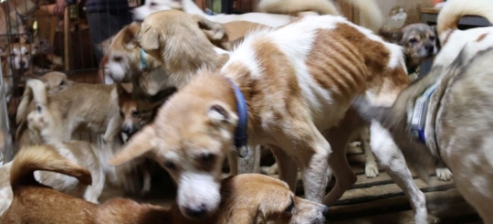 Nestapa 164 Anjing Hidup Berdesakan di Rumah Sempit Jepang