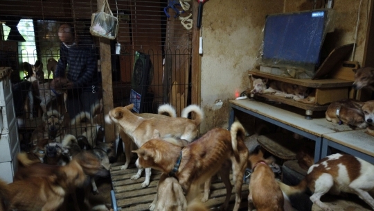 Nestapa 164 Anjing Hidup Berdesakan di Rumah Sempit Jepang