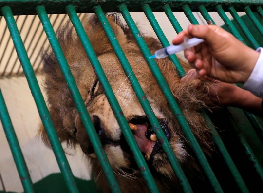 Ekspresi Singa Penderita Katarak saat Diberi Obat Tetes Mata