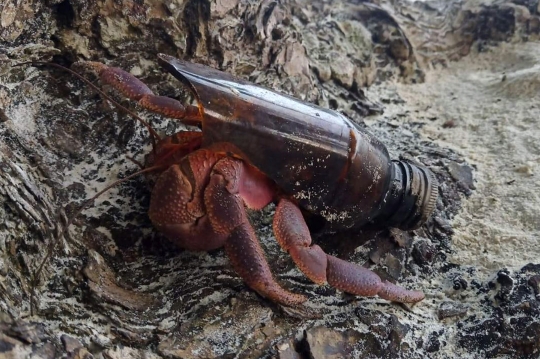 Penampakan Kelomang Bercangkang Pecahan Botol Kaca di Thailand