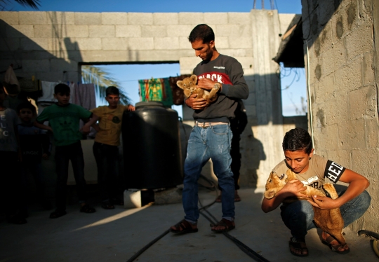 Ekstrem, Pria Palestina Pelihara Singa di Atap Rumah