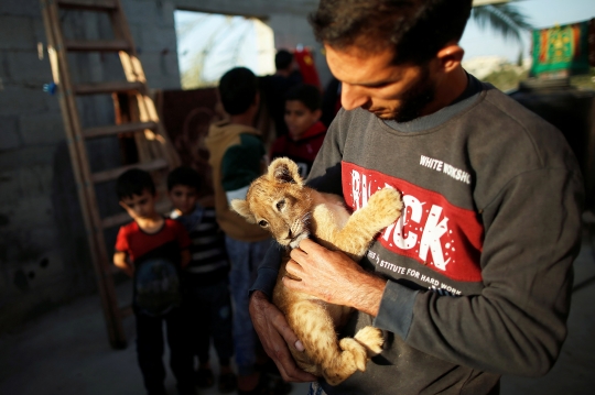 Ekstrem, Pria Palestina Pelihara Singa di Atap Rumah