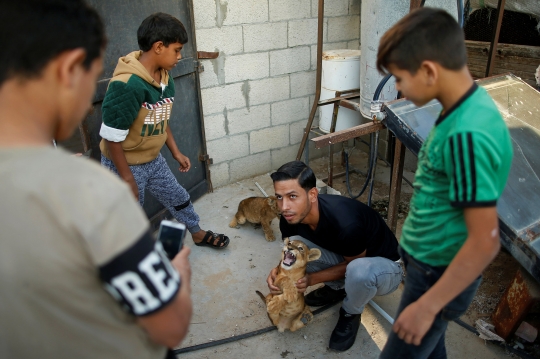 Ekstrem, Pria Palestina Pelihara Singa di Atap Rumah