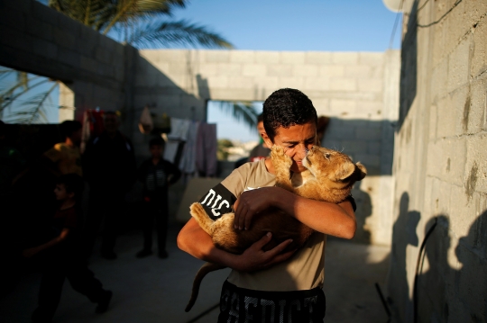 Ekstrem, Pria Palestina Pelihara Singa di Atap Rumah