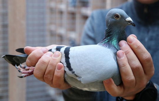 Wow! Merpati Balap Ini Ditawar Rp22 Miliar di Acara Lelang