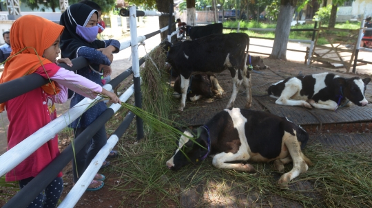 Melihat Ekspose Sapi Perah Jakarta