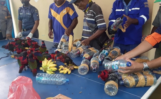 Petugas Gabungan Bebaskan Puluhan Burung Beo yang Dibungkus Botol Plastik