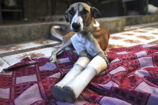 Tertabrak Kereta, Anjing Jalanan di India Kini Hidup dengan Kaki Palsu