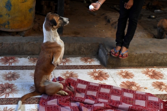 Tertabrak Kereta, Anjing Jalanan di India Kini Hidup dengan Kaki Palsu