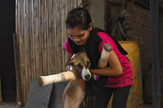 Tertabrak Kereta, Anjing Jalanan di India Kini Hidup dengan Kaki Palsu