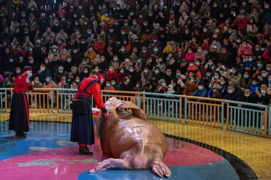 Keasyikkan Warga Wuhan Tonton Pertunjukan Walrus