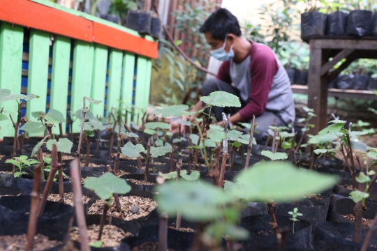 Permintaan Bibit Anggur Meningkat