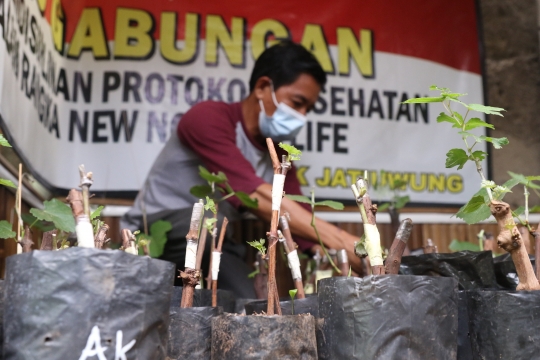 Permintaan Bibit Anggur Meningkat