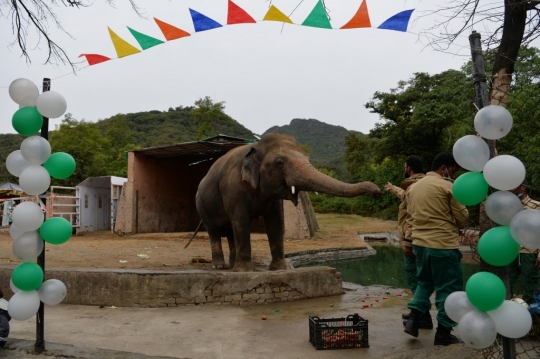 Kisah Sedih Gajah Paling Kesepian di Dunia
