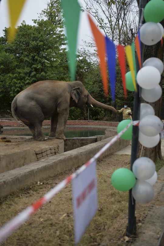 Kisah Sedih Gajah Paling Kesepian di Dunia